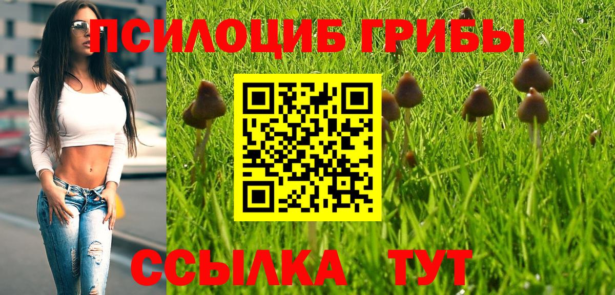 Псилоцибиновые грибы Cubensis Серов